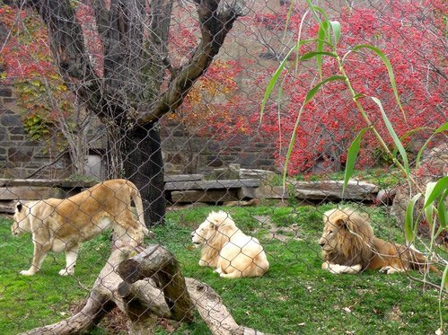 28.再度遊美東～費城動物園 1