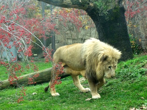 28.再度遊美東～費城動物園 1