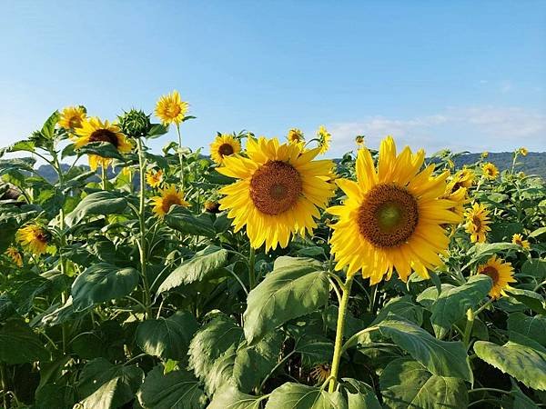 2022.11.28 大佳河濱公園～賞太陽花海