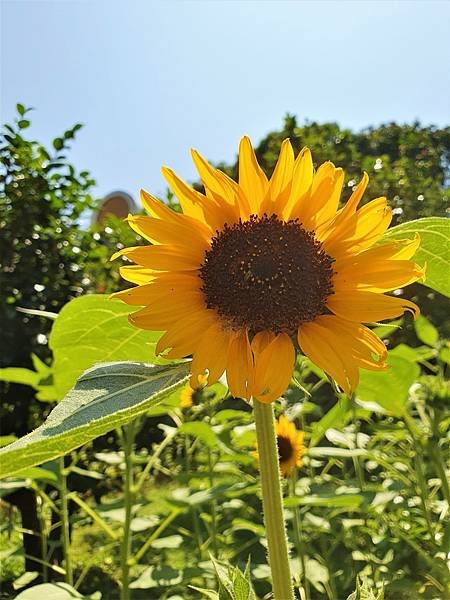 2023.5.10 陽明山花卉試驗中心 🌺