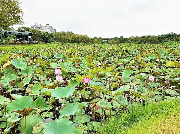 2023.7.1 新北市 山佳荷花池