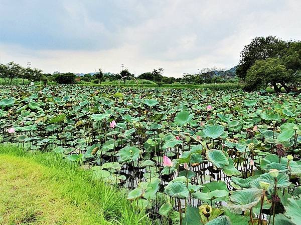 2023.7.1 新北市 山佳荷花池