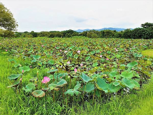 2023.7.1 新北市 山佳荷花池