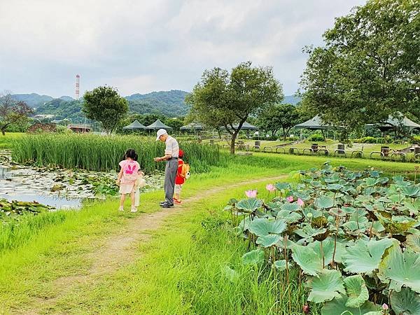 2023.7.1 新北市 山佳荷花池