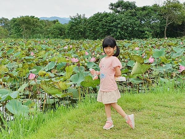 2023.7.1 新北市 山佳荷花池