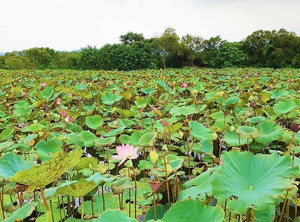 2023.7.1 新北市 山佳荷花池