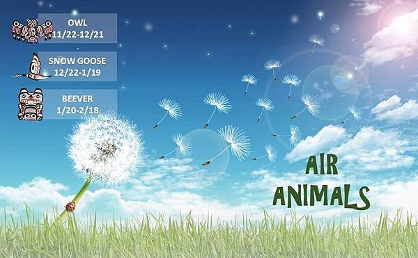 air animals.jpg