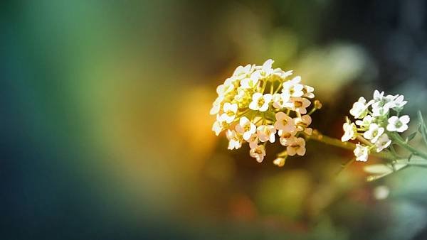 flowers-flower-nature-flowerrs-landscape-wallpaper-desktop-summer-1920x1080.jpg