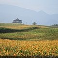 滿山的金黃(1)