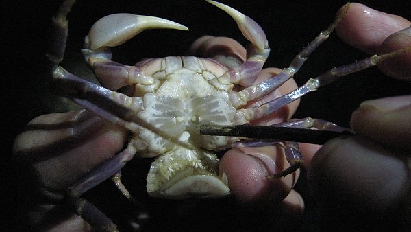 母螃蟹