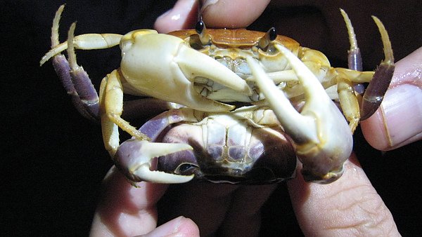 澤蟹交配