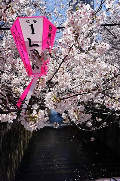 DSC03388-S_副本.jpg