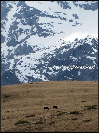 玉龍雪山犛牛坪-12.jpg