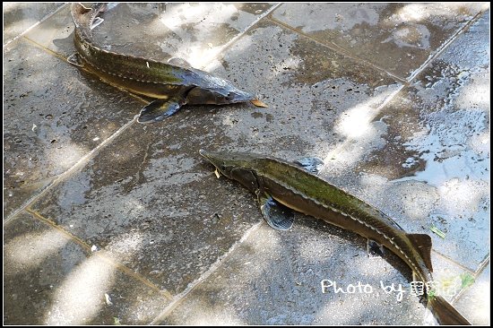 23-午餐 紅鱒魚宴.jpg