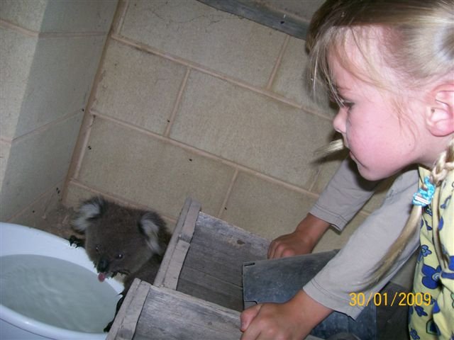 koala01.jpg