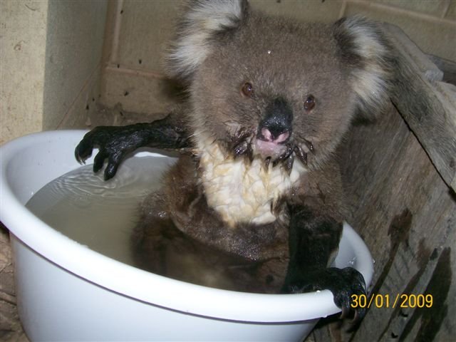 koala04.jpg