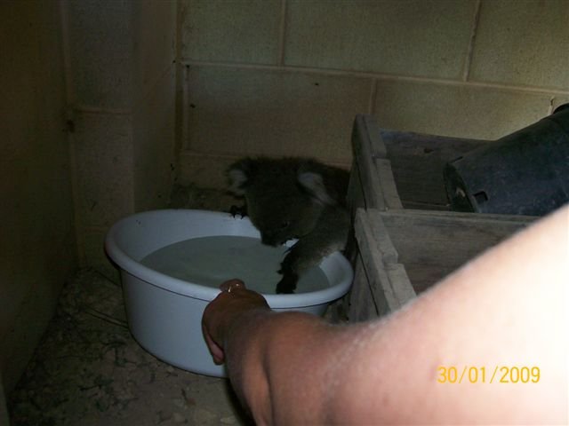 koala02.jpg