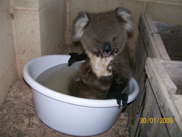 koala03.jpg