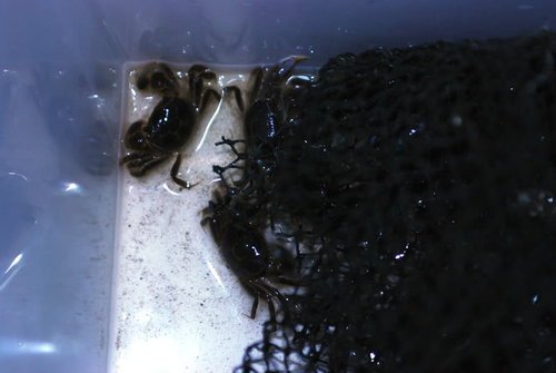 瘋馬水養