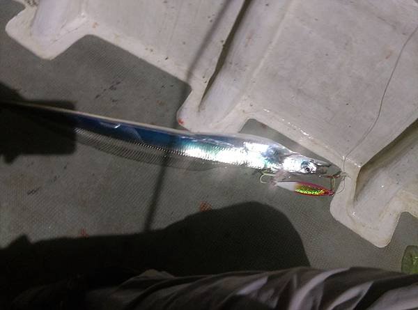 20160715魚5