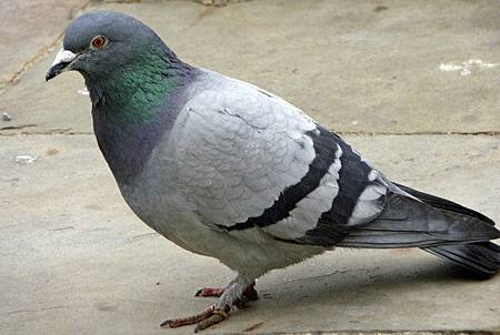 pigeon