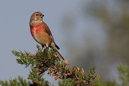 linotte