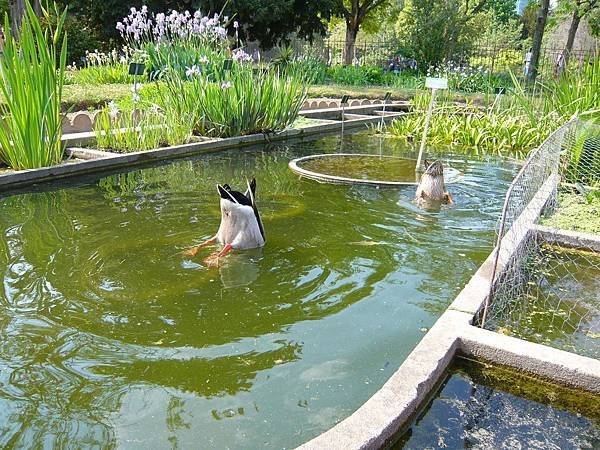 Jardin des plantes