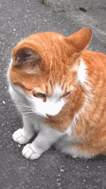 cat2.gif
