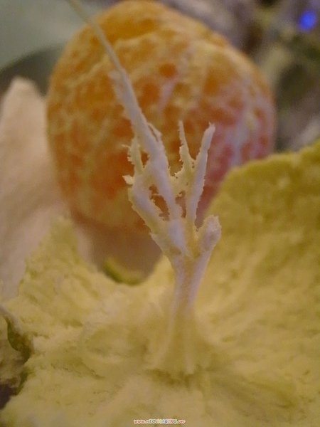 _0014483.JPG