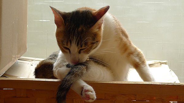 P1080129.JPG