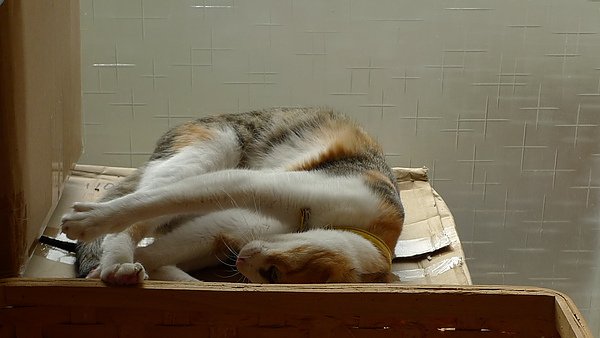 P1080144.JPG
