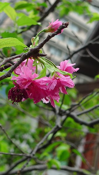 P1080721.JPG