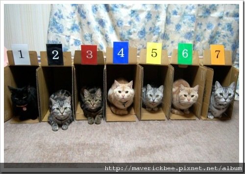 cat04.jpg