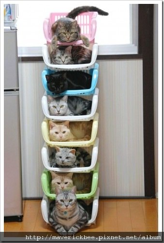 cat02.jpg