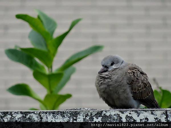 斑鳩