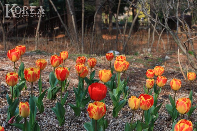 0404_晨靜樹木園 (27)