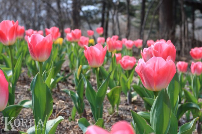 0404_晨靜樹木園 (28)