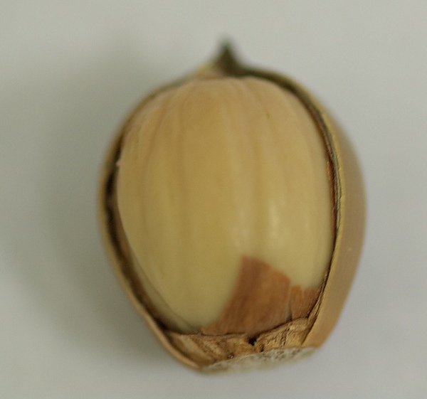 IMGP0006_8.jpg