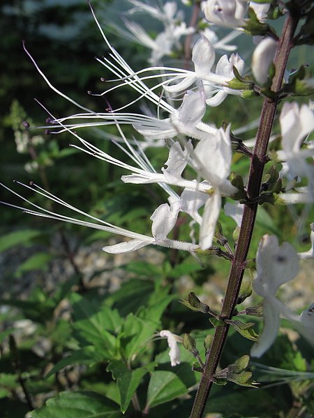 IMG_8670.JPG