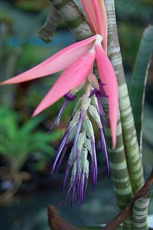 IMGP0010_7.jpg