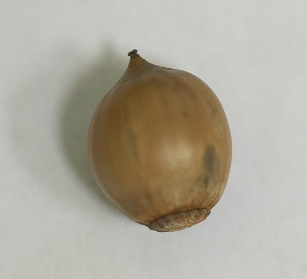 IMGP0002_3.jpg