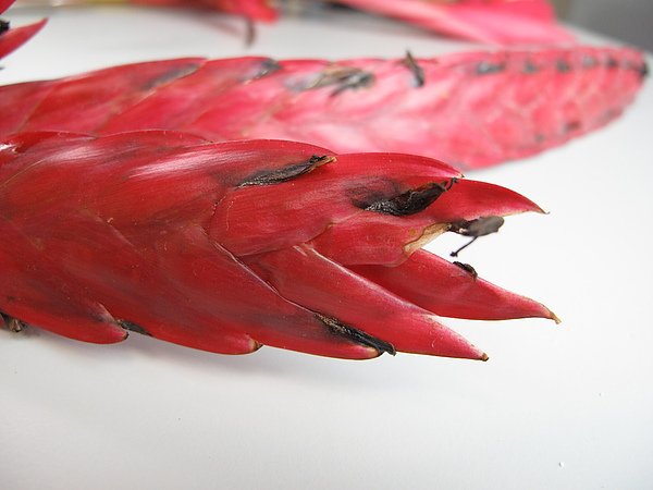 IMG_6148.JPG