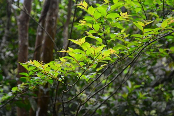 DSC_6586_調整大小.JPG