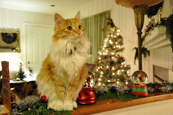 Christmas decorative cat Chloe.JPG