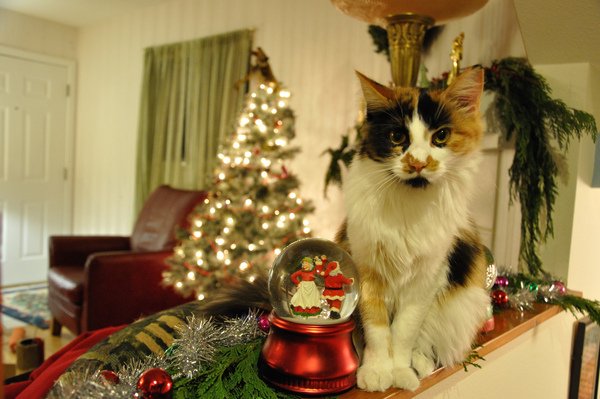 Christmas decorative cat Zoe.JPG