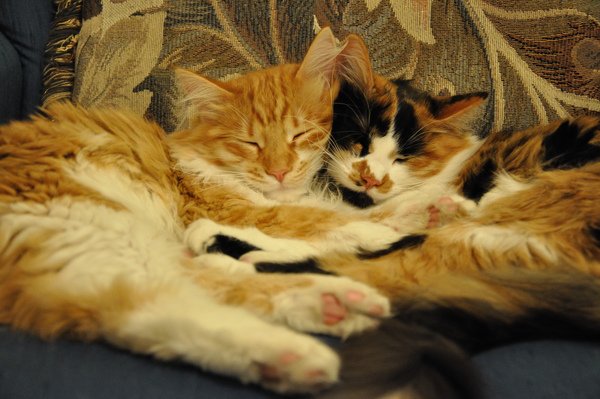 sleeping kittens.JPG