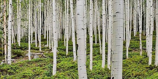 aspens-on-monarch-pass-ken-smith