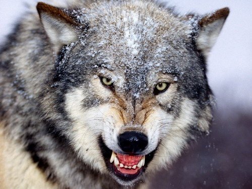 wolf.jpg