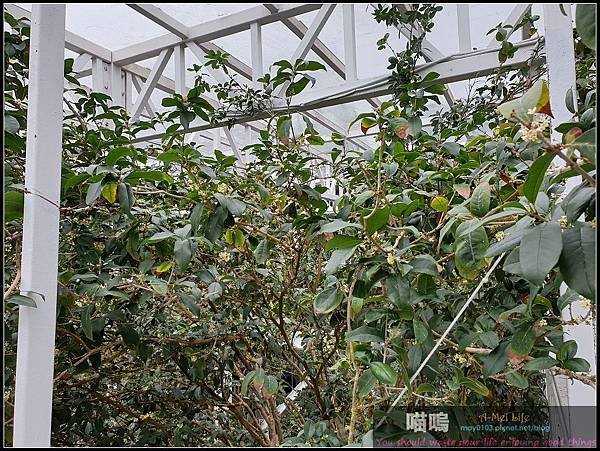 [台灣-宜蘭] 雨天最佳備案場所 宜蘭白宮-香草菲菲