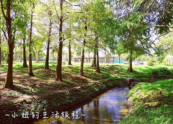 102 宜蘭落羽松 羅東運動公園落羽松 2016 2017 2018 2019 2020 2021 2022.jpg